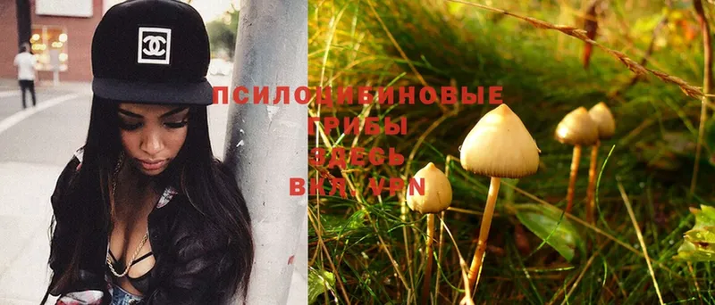 Псилоцибиновые грибы Psilocybine cubensis  Усть-Лабинск 