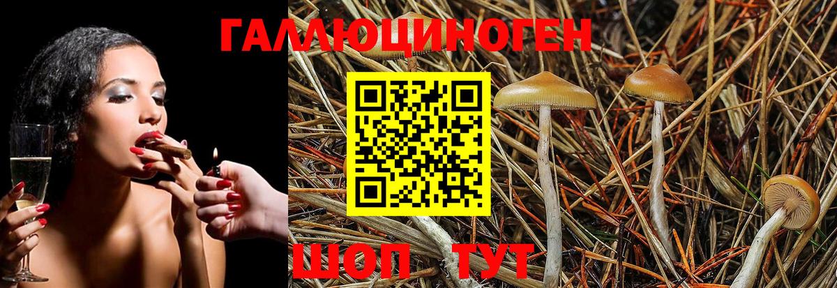 сколько стоит  Усть-Лабинск  Галлюциногенные грибы Psilocybine cubensis 